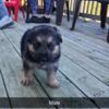 German Shephard Puppies