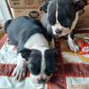 2 Boston Terrier Males-Red