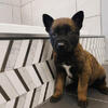 Belgian Malinois Puppies Available-multiple colors/genders