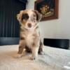 Miniature Australian Shepherds