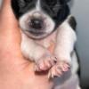 Male Frenchie x Chihuahua pups due in February taking deposits