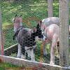 Siberian Husky puppies-11 weeks old-Ready Now! (Southwest Michigan -250