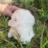 Holland lop bunnies