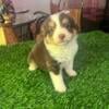 RED TRI TOY AUSTRALIAN SHEPHERD