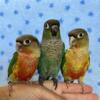 Green Cheek Conure Babies DNA tested Males