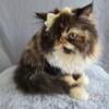 Pure Persian Kittens For New Home