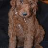AKC RED STANDARD POODLE  PUPPIES READY FOR NEW HOMES!