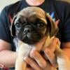 Pug Puppies Looking For Their Forever Home