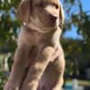 Black and Yellow AKC Lab puppies