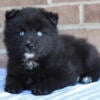 Pomsky Puppies for Sale - New Castle Indiana