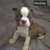 Sweet Boston Terrier Puppies Ready on Father's Day!