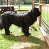 AKC Newfoundland Puppies in Michigan