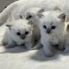 NEW LITTER OF RAGDOLL KITTENS 