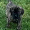 English Mastiff puppies , Champion bloodline