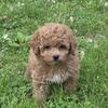 Toy Poodle puppy for sale at wrennspuppies.com