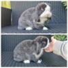 Holland Lop Doe Available