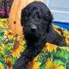 3 Goldendoodles available