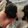 Yorkiepoo puppies 7 weeks old 9/6