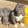 AMERICAN BULLY OPEN FOR STUD