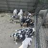 Great Dane puppies !!!