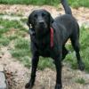 Stud out: Black American Lab: Registered