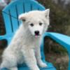 Huskimo pup looking for a new home