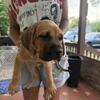 8 week old cane Corso pup