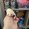 Sugar Glider Joeys