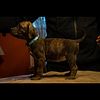 Presa Canario puppies