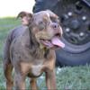 Lilac Merle Tri female olde English bulldogge pup