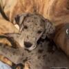 Great Dane puppies available now