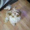 1 year old Shih tzu for sale