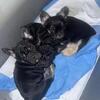 Big rope French bull dogs and  fluffy French bull dogs for sale