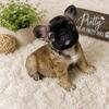 French Bulldog Pups! Fluffy and Fluffy Carriers