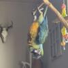 Year Old Harlequin Macaw