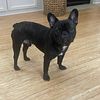 10 month old black French bulldog