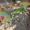 Alexandrine