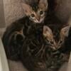 Bengal kittens for sale