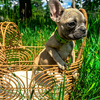 Very small female French bulldog