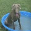 Akc Dobermans 