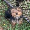 Adorable, Fun AKC Yorkie Puppies for sale- Ridgeway, VA