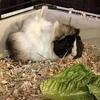 Guinea Pigs
