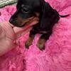 Black and tan female
