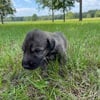 Irish Wolfhound Puppies