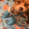 Female Parti-Yorkie