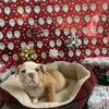 Purebred English Bulldog Pups