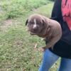 Bully Pups for sale NC