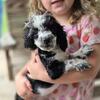 Toy Poodle puppy