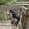 2 year old Texas Heeler