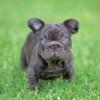 Chocolate Male French Bulldog with Exceptional Features